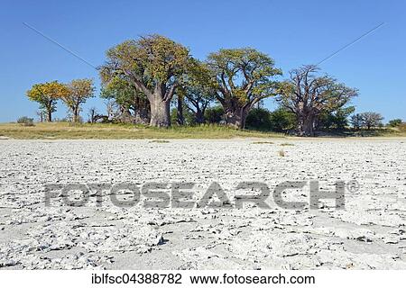 Old baobab (Adansonia digitata) trees, Baines Baobabs, salt pan in front, Kudiakam Pan, Nxai Pan National Park, Botswana, Africa View Large Photo Image Stock Image - Old baobab (Adansonia digitata) trees, Baines Baobabs, salt pan in front, Kudiakam Pan, Nxai Pan National Park, Botswana, Africa. Fotosearch