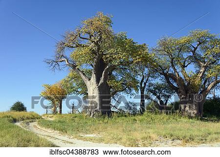 Old baobab (Adansonia digitata) trees, Baines Baobabs, Nxai Pan National Park, Botswana, Africa View Large Photo Image Stock Image - Old baobab (Adansonia digitata) trees, Baines Baobabs, Nxai Pan National Park, Botswana, Africa. Fotosearch