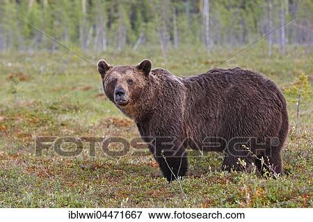 Stock Photo - Old brown bear (Ursus arctos) in marshland, northeastern Finland, Finland, Europe. Fotosearch