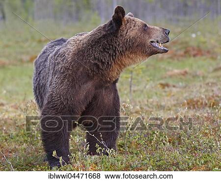 Stock Photo - Old brown bear (Ursus arctos) in marshland, northeastern Finland, Finland, Europe. Fotosearch