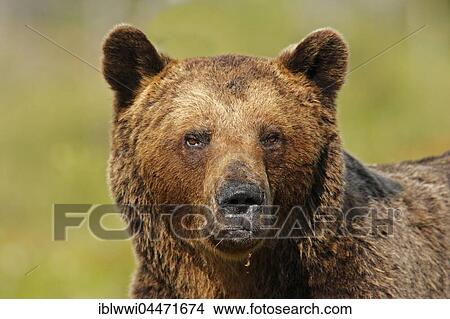 Picture - Old brown bear (Ursus arctos), portrait, northeastern Finland, Finland, Europe. Fotosearch