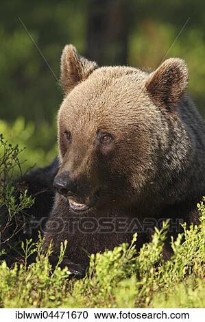 Stock Image - Old brown bear (Ursus arctos), portrait, northeastern Finland, Finland, Europe. Fotosearch