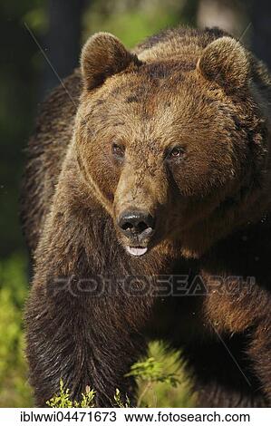 Stock Image - Old brown bear (Ursus arctos), portrait, northeastern Finland, Finland, Europe. Fotosearch