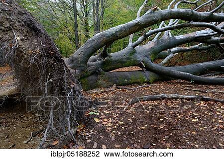 Stock Image - Old fallen beech, deadwood, Sababurg primeval forest, Reinhardswald, Weserbergland, Hesse, Germany, Europe. Fotosearch