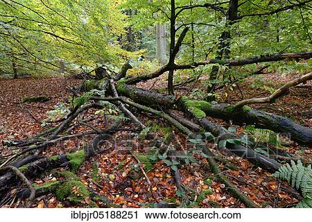 Old fallen trees, dead wood, Sababurg primeval forest, Reinhardswald, Weserbergland, Hesse, Germany, Europe View Large Photo Image Stock Image - Old fallen trees, dead wood, Sababurg primeval forest, Reinhardswald, Weserbergland, Hesse, Germany, Europe. Fotosearch