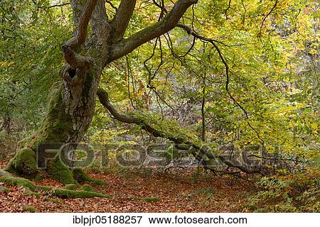 Old hute beech(Fagus sylvatica), Halloh hute forest near Albertshausen, Bad Wildungen, Kellerwald-Edersee nature park, Hesse, Germany, Europe View Large Photo Image Stock Photo - Old hute beech(Fagus sylvatica), Halloh hute forest near Albertshausen, Bad Wildungen, Kellerwald-Edersee nature park, Hesse, Germany, Europe. Fotosearch