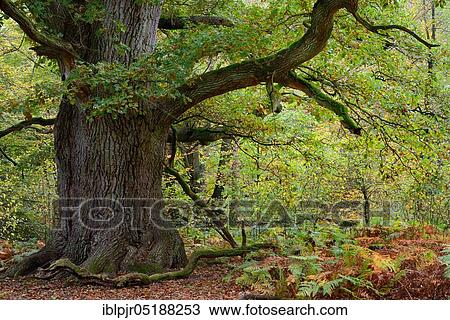Old oak, called black oak, primeval forest Sababurg, Reinhardswald, Weserbergland, Hesse, Germany, Europe View Large Photo Image Stock Image - Old oak, called black oak, primeval forest Sababurg, Reinhardswald, Weserbergland, Hesse, Germany, Europe. Fotosearch