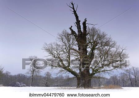 Old oak tree in winter, Middle Elbe Biosphere Reserve, Saxony-Anhalt, Germany, Europe View Large Photo Image Stock Image - Old oak tree in winter, Middle Elbe Biosphere Reserve, Saxony-Anhalt, Germany, Europe. Fotosearch