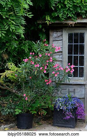 Stock Photography - Oleander in front of arbour, Nerium oleander. Fotosearch