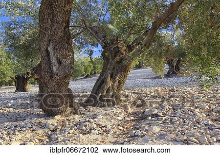 Stock Image - Olive grove in Andujar, province of Jaén, Spain, Europe. Fotosearch