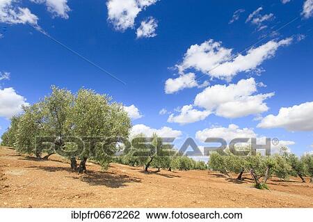 Olive groves along the A311, between Andujar and Jaen, province of Jaen, Andalusia, Spain, Europe View Large Photo Image Stock Image - Olive groves along the A311, between Andujar and Jaen, province of Jaen, Andalusia, Spain, Europe. Fotosearch
