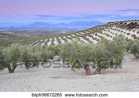 Olive groves along the A311, between Andujar and Jaen, province of Jaen, Andalusia, Spain, Europe View Large Photo Image Stock Photography - Olive groves along the A311, between Andujar and Jaen, province of Jaen, Andalusia, Spain, Europe. Fotosearch