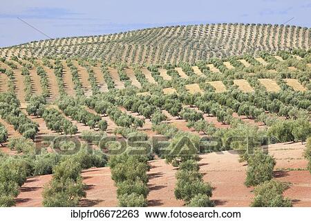 Stock Image - Olive groves, province of Jaén, Andalusia, Spain, Europe. Fotosearch