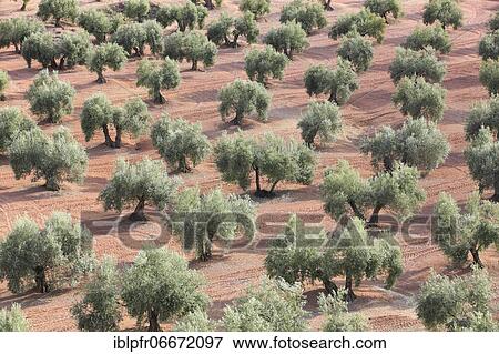 Stock Photo - Olive groves, province of Jaén, Andalusia, Spain, Europe. Fotosearch