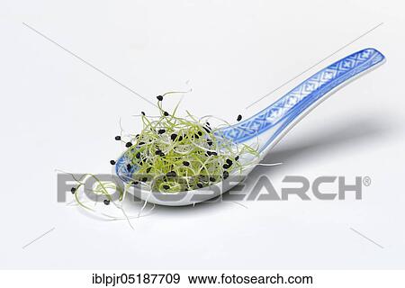 Stock Photo - Onion sprouts in Asian spoon, Allium spec. Fotosearch