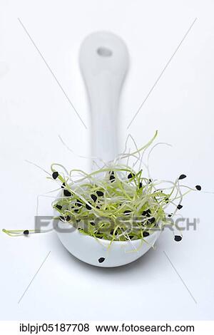 Stock Photo - Onion sprouts in porcelain ladle, Allium spec. Fotosearch