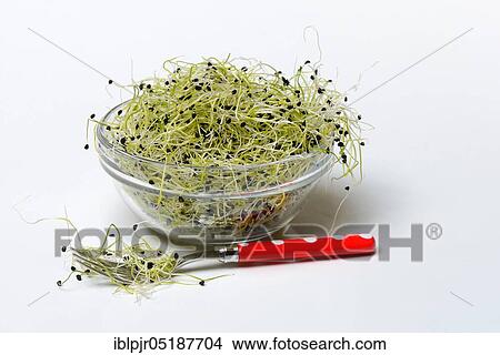 Picture - Onion sprouts in skin with fork, Allium spec. Fotosearch