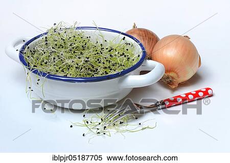 Onion sprouts in skin with fork and onions, Allium spec View Large Photo Image Stock Photography - Onion sprouts in skin with fork and onions, Allium spec. Fotosearch