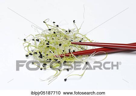Onion sprouts with chopsticks, Allium spec View Large Photo Image Stock Image - Onion sprouts with chopsticks, Allium spec. Fotosearch