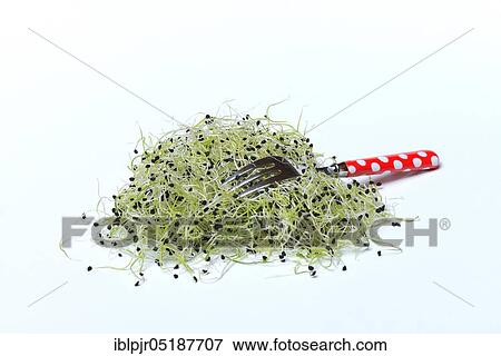 Onion sprouts with fork, Allium spec View Large Photo Image Stock Photo - Onion sprouts with fork, Allium spec. Fotosearch
