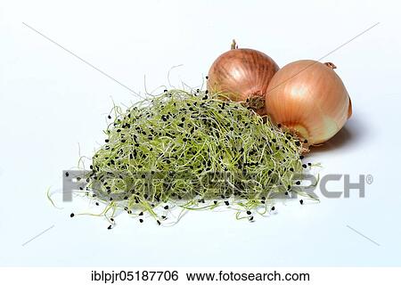 Onion sprouts with onions, Allium spec View Large Photo Image Stock Photograph - Onion sprouts with onions, Allium spec. Fotosearch