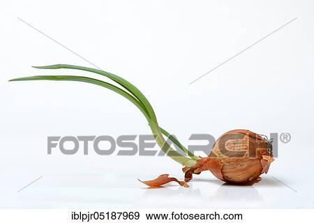 Stock Photo - Onion with shoot, Allium cepa. Fotosearch