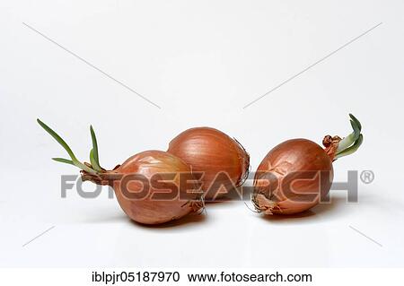 Stock Image - Onions with shoots, Allium cepa. Fotosearch