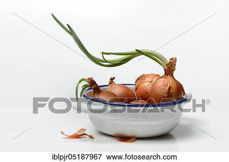 Stock Photo - Onions with shoots in skin, Allium cepa. Fotosearch