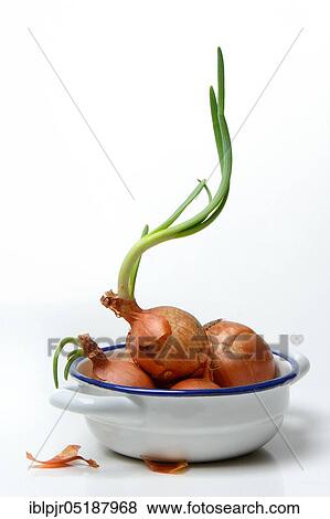 Onions with shoots in skin, Allium cepa View Large Photo Image Stock Photo - Onions with shoots in skin, Allium cepa. Fotosearch