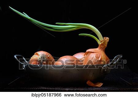 Onions with shoots in skin, Allium cepa View Large Photo Image Stock Photograph - Onions with shoots in skin, Allium cepa. Fotosearch