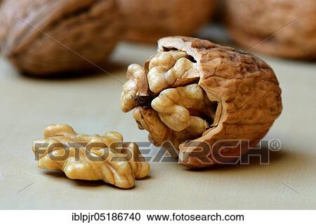 Opened walnut ( Juglans regia) View Large Photo Image Stock Image - Opened walnut ( Juglans regia). Fotosearch