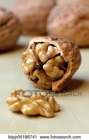 Opened walnut ( Juglans regia) View Large Photo Image Stock Image - Opened walnut ( Juglans regia). Fotosearch
