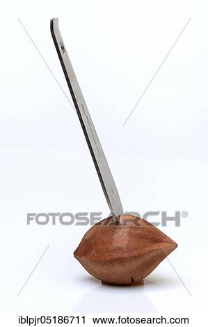 Stock Image - Opening a pili nut with pili cracker, pilinuts, pre-scored ( Canarium ovatum). Fotosearch