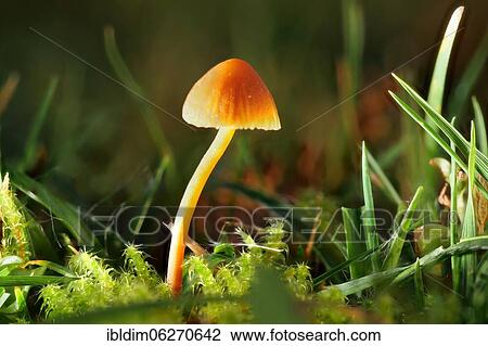 Orange bonnet (Mycena acicula), North Rhine-Westphalia, Germany, Europe View Large Photo Image Stock Image - Orange bonnet (Mycena acicula), North Rhine-Westphalia, Germany, Europe. Fotosearch