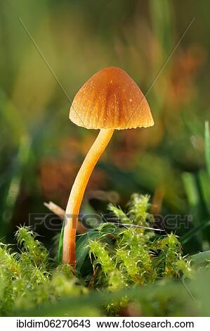 Orange bonnet (Mycena acicula), North Rhine-Westphalia, Germany, Europe View Large Photo Image Stock Image - Orange bonnet (Mycena acicula), North Rhine-Westphalia, Germany, Europe. Fotosearch