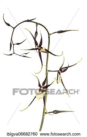 Stock Image - Orchid cultivar Brassidium Kenneth Bivin Santa Barbara (Oncidium cariniferum X Brassia arcuigera), Switzerland, Europe. Fotosearch