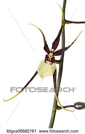 Stock Image - Orchid cultivar Brassidium Kenneth Bivin Santa Barbara (Oncidium cariniferum X Brassia arcuigera), Switzerland, Europe. Fotosearch