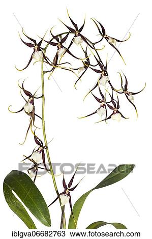 Orchid cultivar Brassidium Kenneth Bivin Santa Barbara (Oncidium cariniferum X Brassia arcuigera), Switzerland, Europe View Large Photo Image Stock Image - Orchid cultivar Brassidium Kenneth Bivin Santa Barbara (Oncidium cariniferum X Brassia arcuigera), Switzerland, Europe. Fotosearch