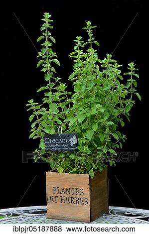 Oregano, origanum vulgare View Large Photo Image Stock Photo - Oregano, origanum vulgare. Fotosearch