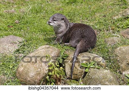 Oriental small-clawed otter (Aonyx cinerea), Wildpark Schwarze Berge, rose garden, Lower Saxony, Germany, Europe View Large Photo Image Picture - Oriental small-clawed otter (Aonyx cinerea), Wildpark Schwarze Berge, rose garden, Lower Saxony, Germany, Europe. Fotosearch
