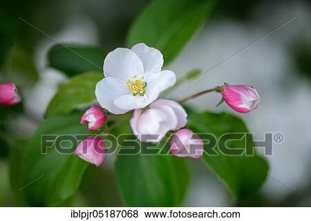 Ornamental apple ( Malus) spec View Large Photo Image Stock Photo - Ornamental apple ( Malus) spec. Fotosearch