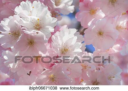 Ornamental cherry blossom in spring, Switzerland, Europe View Large Photo Image Stock Photo - Ornamental cherry blossom in spring, Switzerland, Europe. Fotosearch