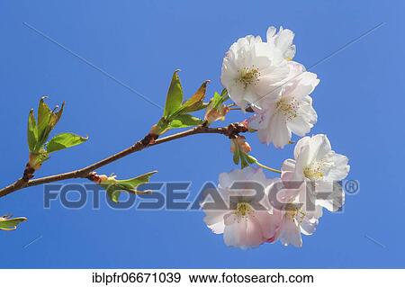 Stock Photo - Ornamental cherry blossom in spring, Switzerland, Europe. Fotosearch