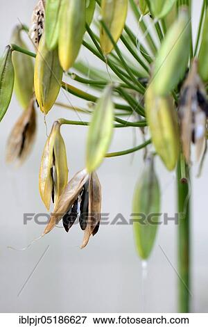 Stock Photo - Ornamental Lily ( Agapanthus africanus), Seed Stand. Fotosearch