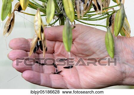 Ornamental Lily ( Agapanthus africanus), Seed Stand View Large Photo Image Stock Photo - Ornamental Lily ( Agapanthus africanus), Seed Stand. Fotosearch