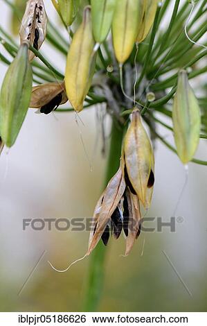 Stock Photograph - Ornamental Lily ( Agapanthus africanus), Seed Stand. Fotosearch