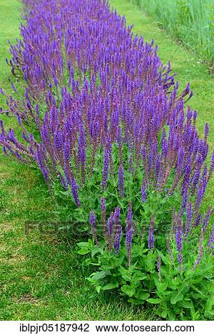 Stock Image - Ornamental sage, Salvia nemorosa. Fotosearch