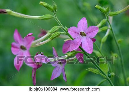 Ornamental tobacco (Nicotiana) Variety Lugnorre spec View Large Photo Image Picture - Ornamental tobacco (Nicotiana) Variety Lugnorre spec. Fotosearch