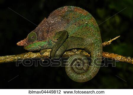 O'Shaughnessy's chameleon (Calumma oshaughnessyi), male, Ranomafana National Park, Madagascar, Africa View Large Photo Image Stock Image - O'Shaughnessy's chameleon (Calumma oshaughnessyi), male, Ranomafana National Park, Madagascar, Africa. Fotosearch
