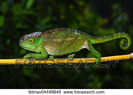 O'Shaughnessy's chameleon (Calumma oshaughnessyi), female, Ranomafana national park, Madagascar, Africa View Large Photo Image Stock Photo - O'Shaughnessy's chameleon (Calumma oshaughnessyi), female, Ranomafana national park, Madagascar, Africa. Fotosearch